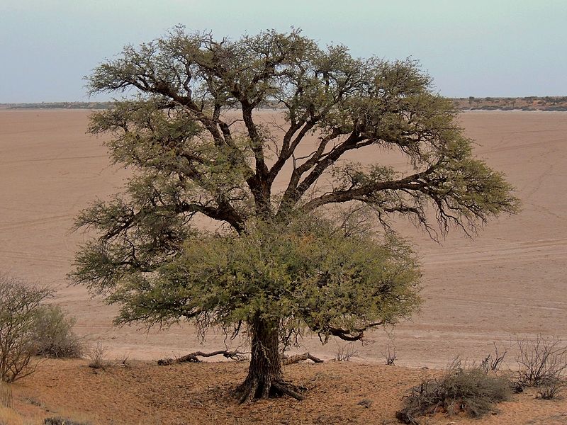 800px-Vachellia_erioloba_-_Camel_thorn