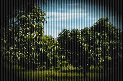 mango-trees